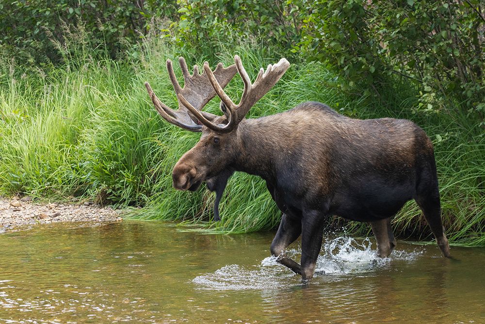 Shiras bull moose-crossing stream